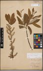 Foto von Salix caprea L. x Salix eleagnos Scop.